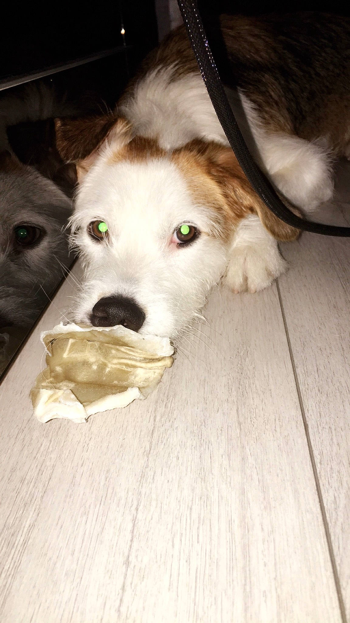 Ninho participe au concours pour gagner de l'argent avec cette photo : canidae, carnivore, companion_dog, dog, dog_breed, floor, flooring, fur, mammal, puppy, rare_breed_dog, snout, sporting_group, working_dog