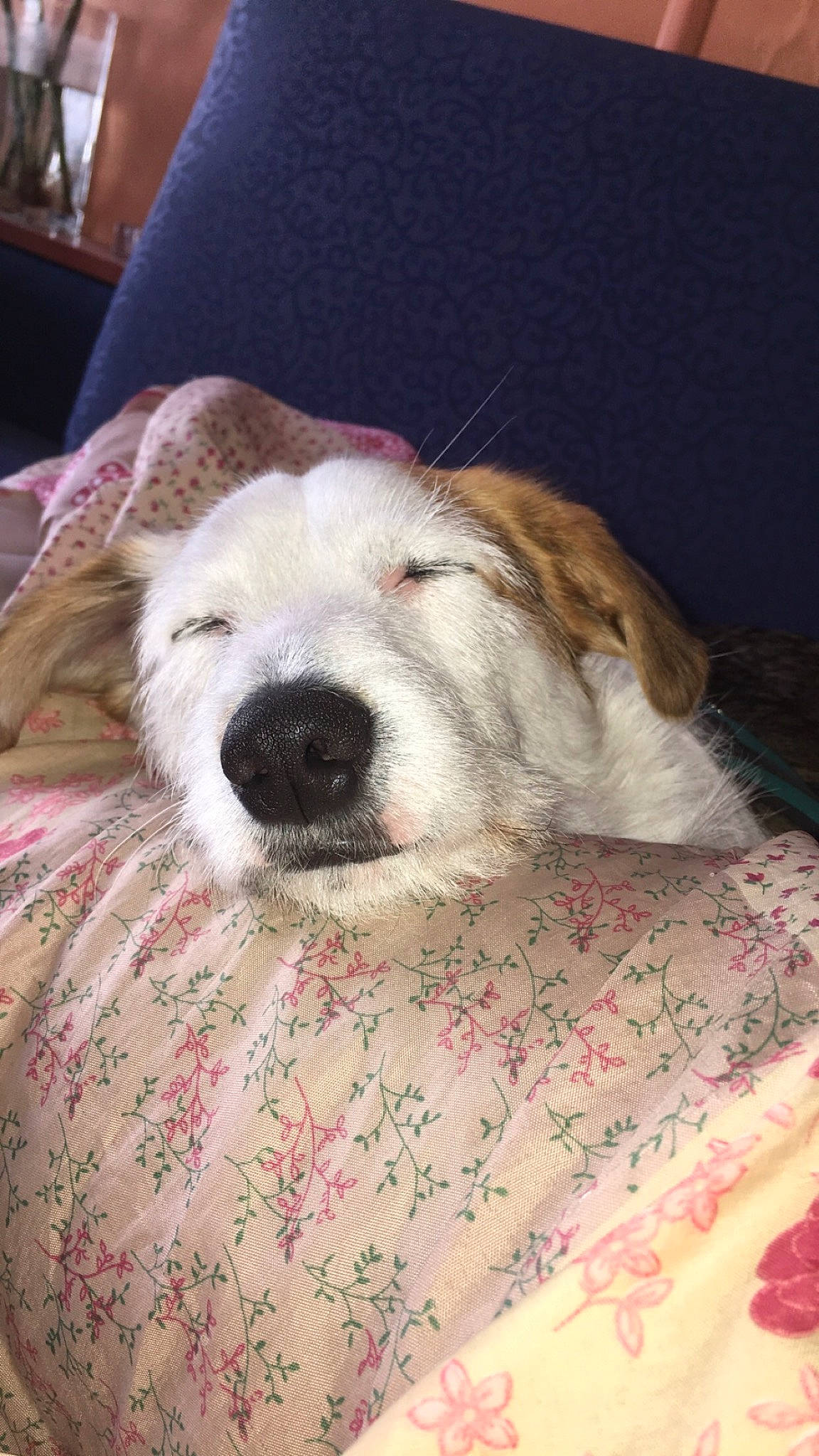 Ninho a rejoint le concours — aidez-le/la à gagner de superbes lots ! canidae, carnivore, central_asian_shepherd_dog, companion_dog, dog, dog_breed, fur, great_pyrenees, livestock_guardian_dog, mammal, mucuchies, nose, puppy, rare_breed_dog, vertebrate