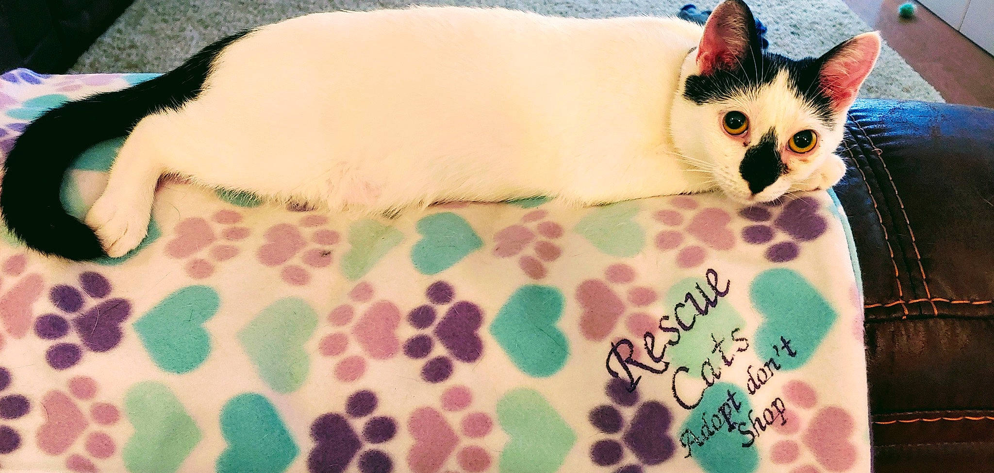 Eleanor is registered to the contest to win money with this photo: carnivore, cat, colorpoint_shorthair, fawn, felidae, fur, kitten, pattern, paw, siamese, skin, small_to_medium_sized_cats, snout, tail, thai, whiskers