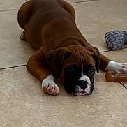 Gunner is registered to the contest to win money with this photo: puppy, dog, boxer, floor, tile, toy, pet, animal, brown, white, cute, laying_down, indoor, young, playful, resting, paw, nose, ears, adorable