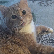 Jonny joined the competition — help win amazing prizes! cat, orange_cat, white_fur, fluffy, pet, animal, indoor, feline, relaxed, curious, whiskers, paw, closeup, texture, fabric, eyes, portrait, mammal, cute, cozy