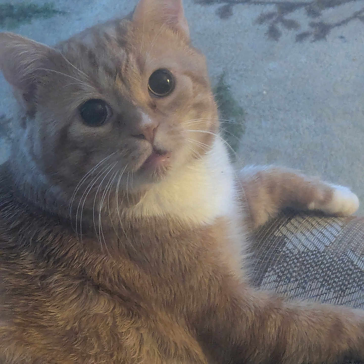 Jonny joined the competition — help win amazing prizes! cat, orange_cat, white_fur, fluffy, pet, animal, indoor, feline, relaxed, curious, whiskers, paw, closeup, texture, fabric, eyes, portrait, mammal, cute, cozy