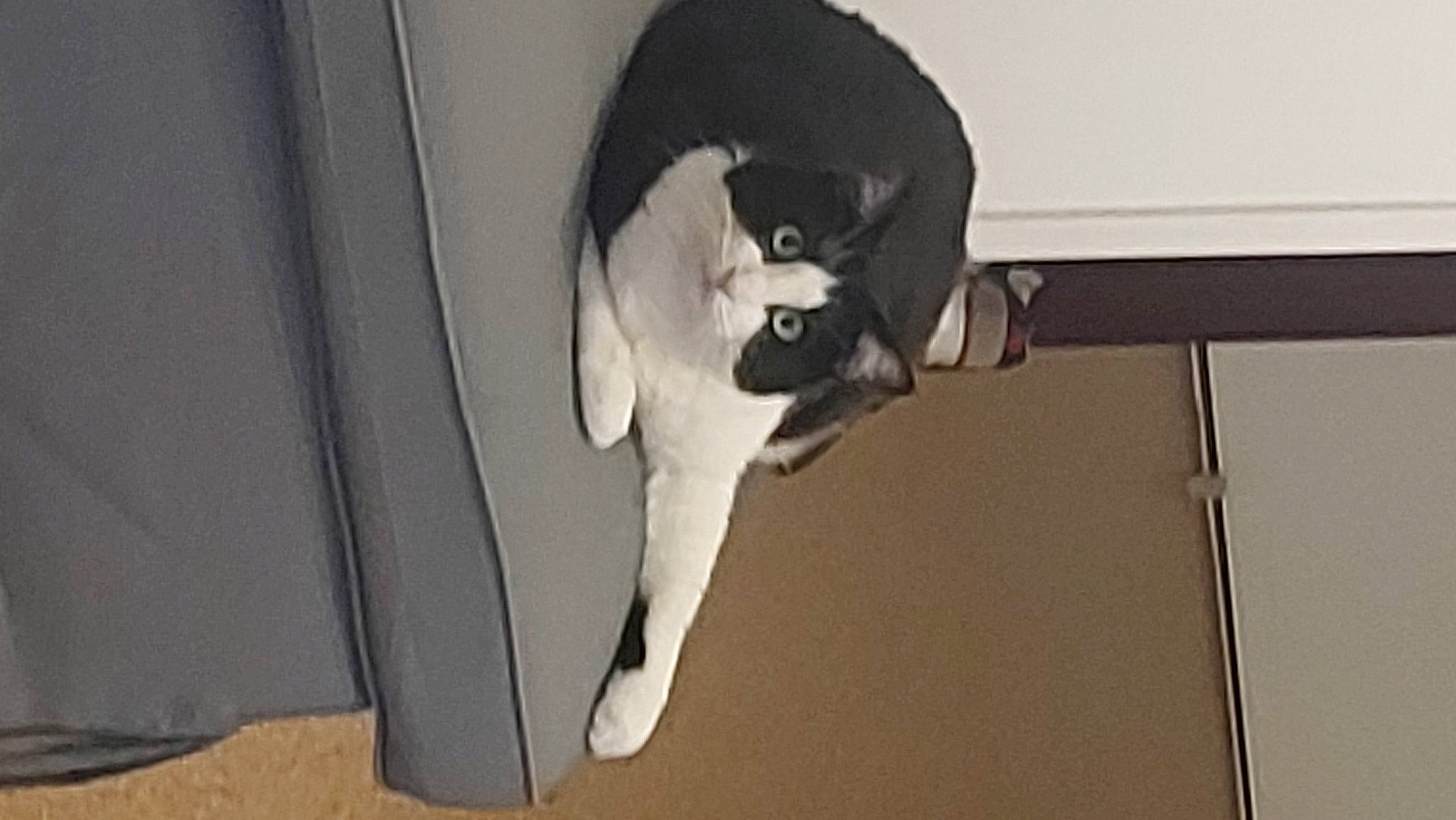 Youyou a rejoint le concours — aidez-le/la à gagner de superbes lots ! canidae, carnivore, cat, comfort, companion_dog, dog_breed, domestic_short_haired_cat, fawn, felidae, flooring, fur, hardwood, pet_supply, room, small_to_medium_sized_cats, snout, sporting_group, tail, whiskers, wood