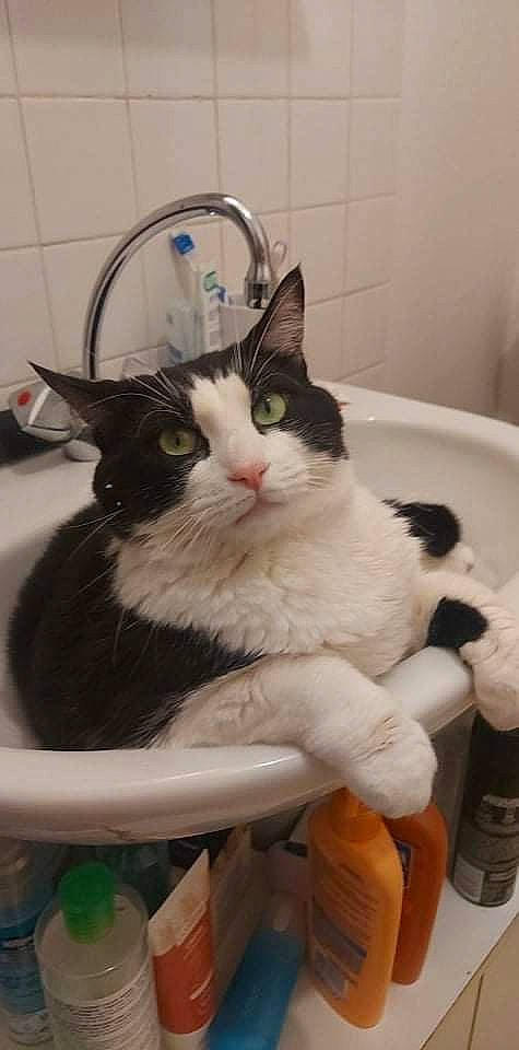 Youyou a rejoint le concours — aidez-le/la à gagner de superbes lots ! carnivore, cat, cat_supply, claw, comfort, domestic_short_haired_cat, felidae, fur, paw, plant, sitting, small_to_medium_sized_cats, snout, tail, vertebrate, whiskers