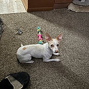 Sassy is registered to the contest to win money with this photo: dog, small_dog, white_dog, carpet, toy, rope_toy, indoor, pet_bed, cushion, slipper, floor, curious, looking_up, light_brown_spots, animal, domestic_pet, cozy, corner, resting, fur