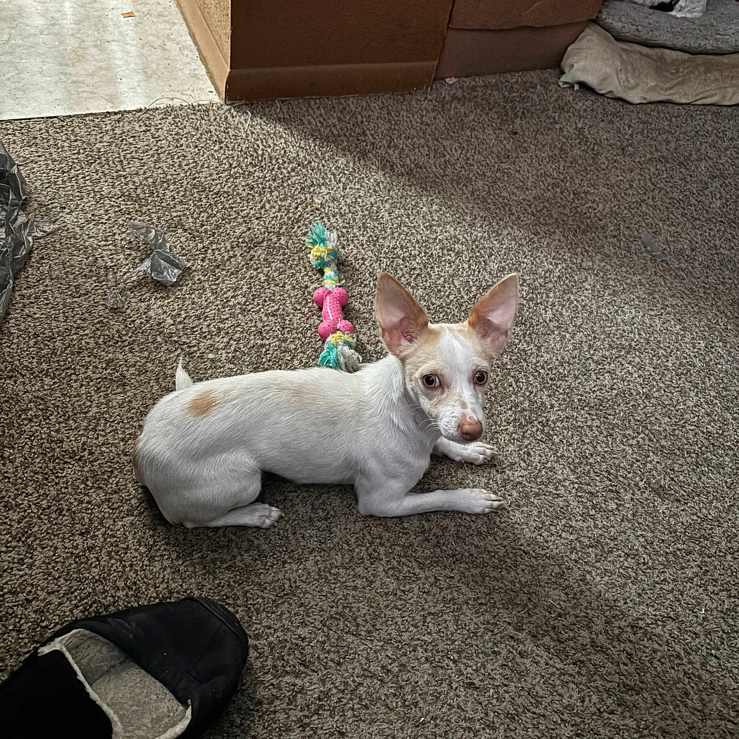 Sassy is registered to the contest to win money with this photo: dog, small_dog, white_dog, carpet, toy, rope_toy, indoor, pet_bed, cushion, slipper, floor, curious, looking_up, light_brown_spots, animal, domestic_pet, cozy, corner, resting, fur