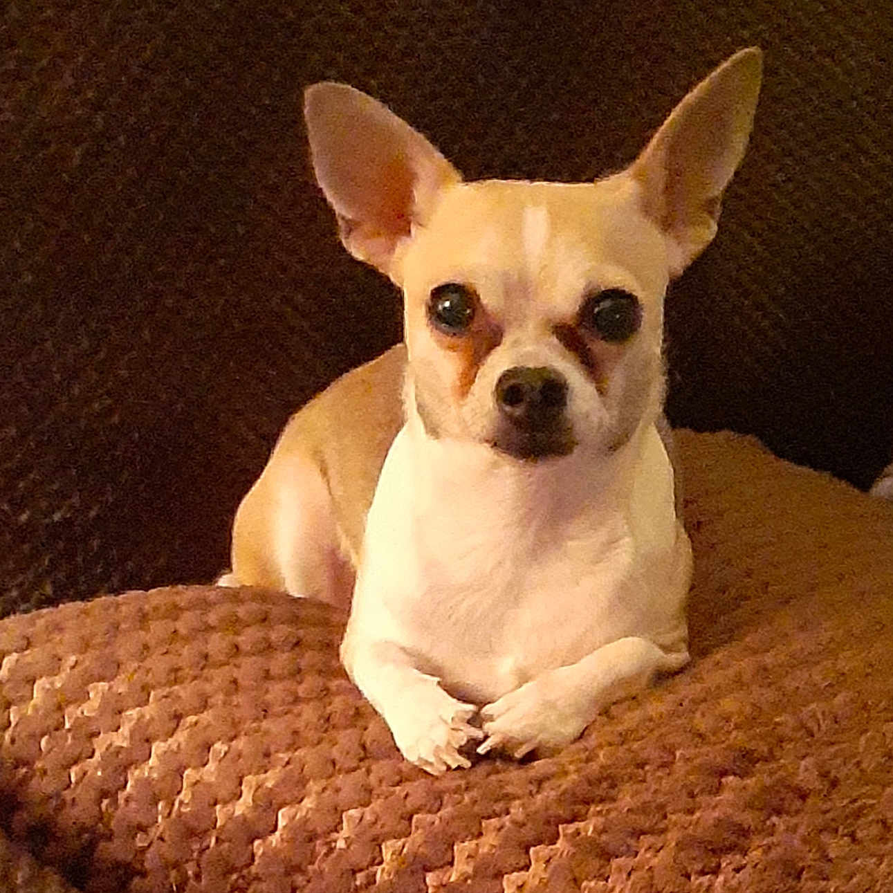 Noel is registered to the contest to win money with this photo: animal, armchair, bostonbull, bulldog, canine, chair, chihuahua, cushion, dog, frenchbulldog, furniture, homedecor, pet, puppy, whitedog