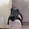 Mooch is registered to the contest to win money with this photo: animal, armrest, black_cat, cat, couch, cute, domestic_cat, feline, furniture, home, indoor, lazy, mammal, paws, pet, relaxing, resting, tail, whiskers, yellow_eyes