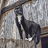alert, animal, barn, black_cat, cat, curious, daylight, feline, mammal, nature, old_building, outdoor, pet, rustic, standing, white_paws, wildlife, wood, wood_texture, yellow_eyes
