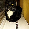 Mooch joined the competition — help win amazing prizes! alien_figure, animal, black_cat, cat, curtain, cute, domestic, feline, floor, indoor, pet, shadow, small_figure, toy, whiskers, white_chest, window, windowsill, yellow_eyes, yellow_wall