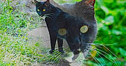 Mooch joined the competition — help win amazing prizes! animal, artistic, black_cat, cat, close_up, dirt_path, double_exposure, eyes, feline, grass, greenery, mammal, nature, outdoor, portrait, shadow, sunlight, walking, whiskers, wildlife