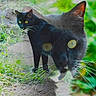 animal, artistic, black_cat, cat, close_up, dirt_path, double_exposure, eyes, feline, grass, greenery, mammal, nature, outdoor, portrait, shadow, sunlight, walking, whiskers, wildlife