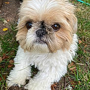 Lewis a rejoint le concours — aidez-le/la à gagner de superbes lots ! dog, shih_tzu, small_dog, fluffy, long_hair, tan_and_white, pet, portrait, closeup, outdoor, grass, garden, garden_hose, planter, brown_eyes, black_nose, sitting, cute, fur, animal