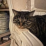 cat, tabby_cat, pet, animal, feline, portrait, close_up, staring, green_eyes, whiskers, ears, striped_fur, black_fur, brown_fur, indoor, chair, cushion, lantern, home, cozy
