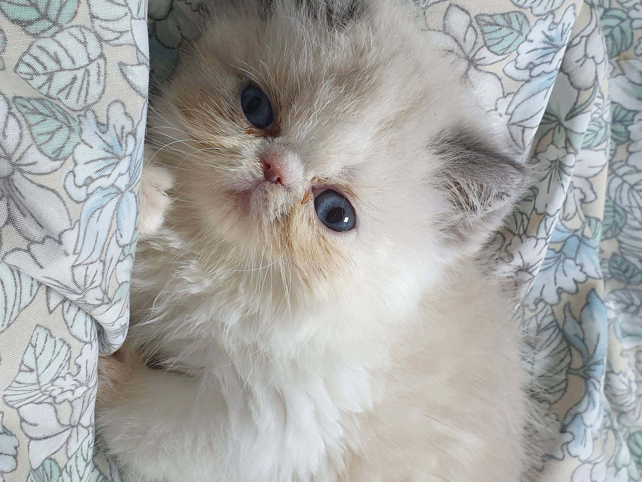 Uva a rejoint le concours — aidez-le/la à gagner de superbes lots ! british_longhair, carnivore, cat, eye, fawn, felidae, fur, persian, small_to_medium_sized_cats, snout, terrestrial_animal, whiskers