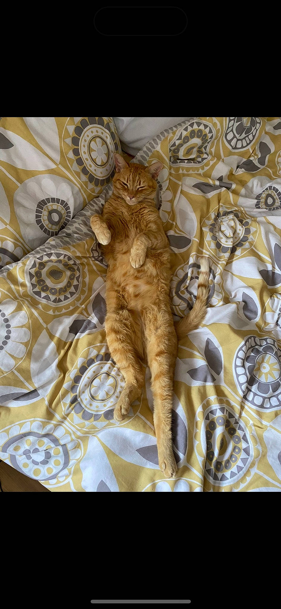 Jinx is registered to the contest to win money with this photo: art, artifact, carving, cat, felidae, fur, metal, mythology, pattern, relief, religious_item, sculpture, small_to_medium_sized_cats, statue, visual_arts, wood