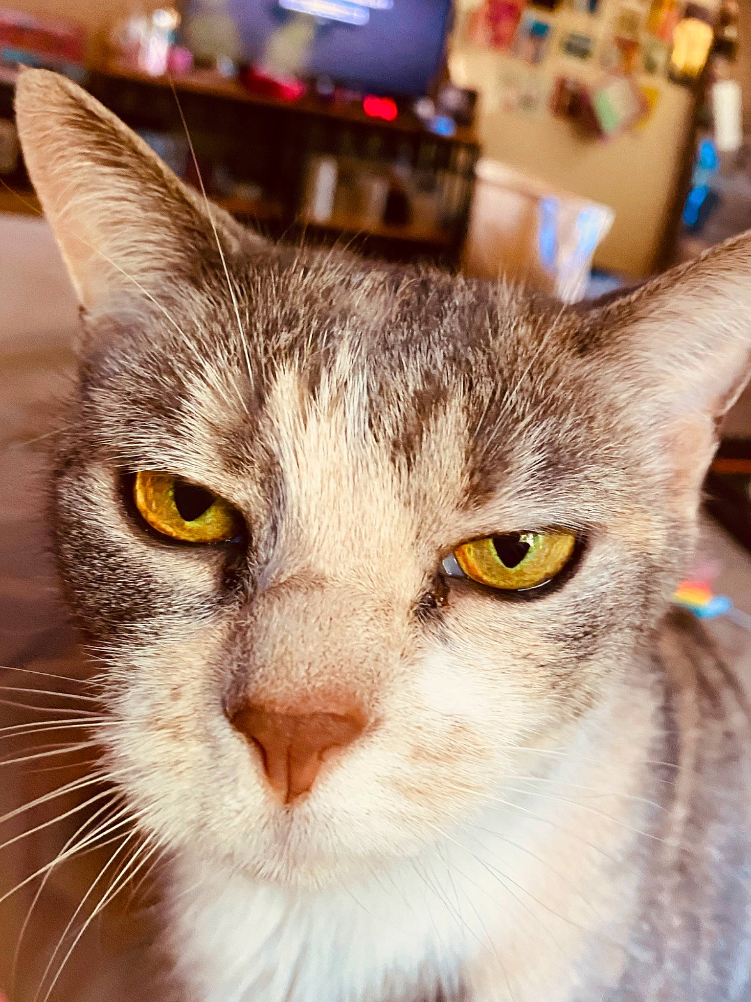 Sativa joined the competition — help win amazing prizes! aegean_cat, american_wirehair, asian, carnivore, cat, close_up, domestic_short_haired_cat, european_shorthair, eye, felidae, fur, mammal, nose, singapura, small_to_medium_sized_cats, snapshot, snout, tabby_cat, vertebrate, whiskers