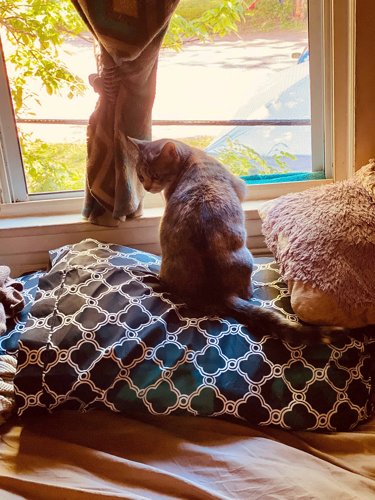 Sativa is registered to the contest to win money with this photo: bed_sheet, canidae, carnivore, dog, furniture, home, interior_design, linens, pillow, room, spanish_water_dog, sporting_group, window