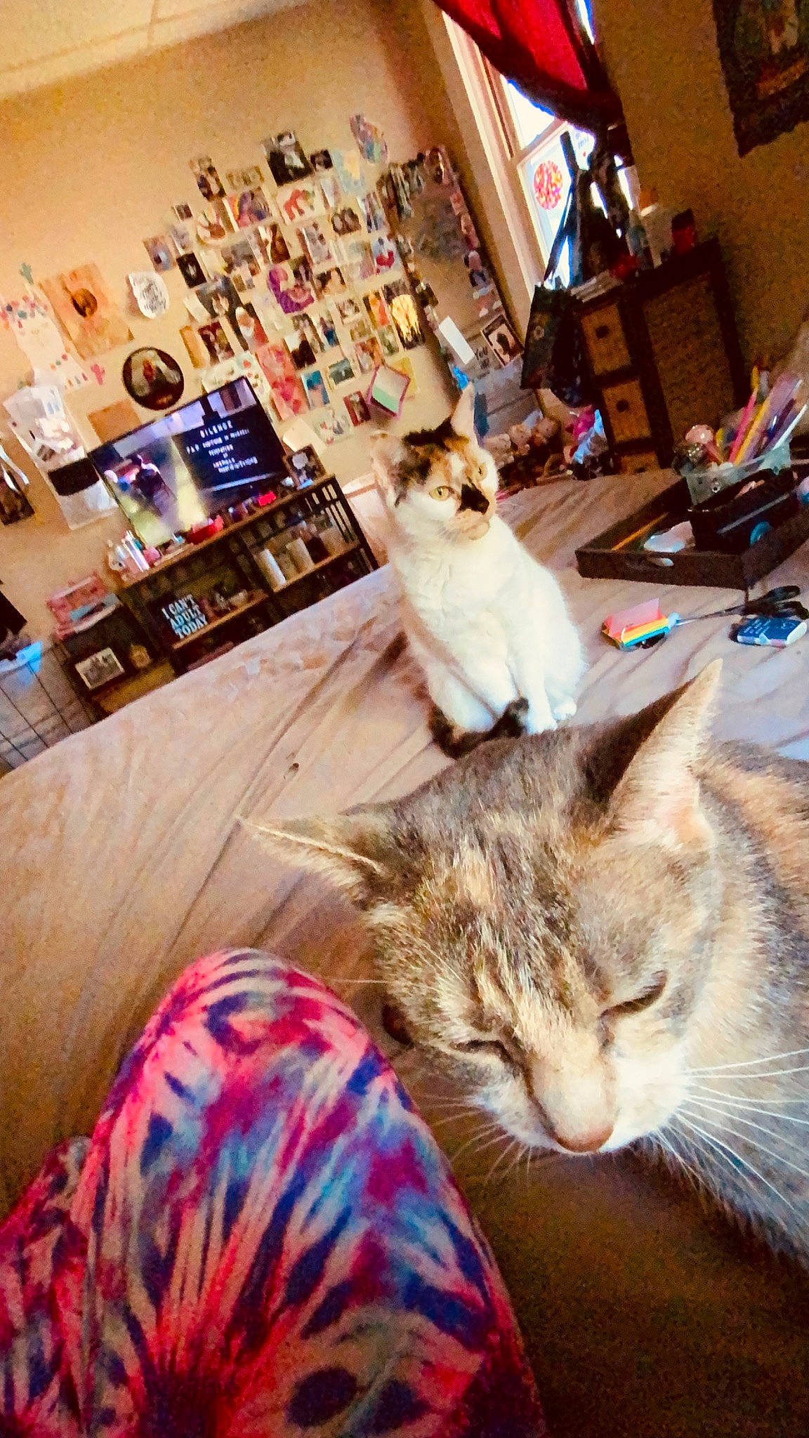 Sativa is registered to the contest to win money with this photo: asian, carnivore, cat, european_shorthair, felidae, fur, home, kitten, room, small_to_medium_sized_cats, table, whiskers