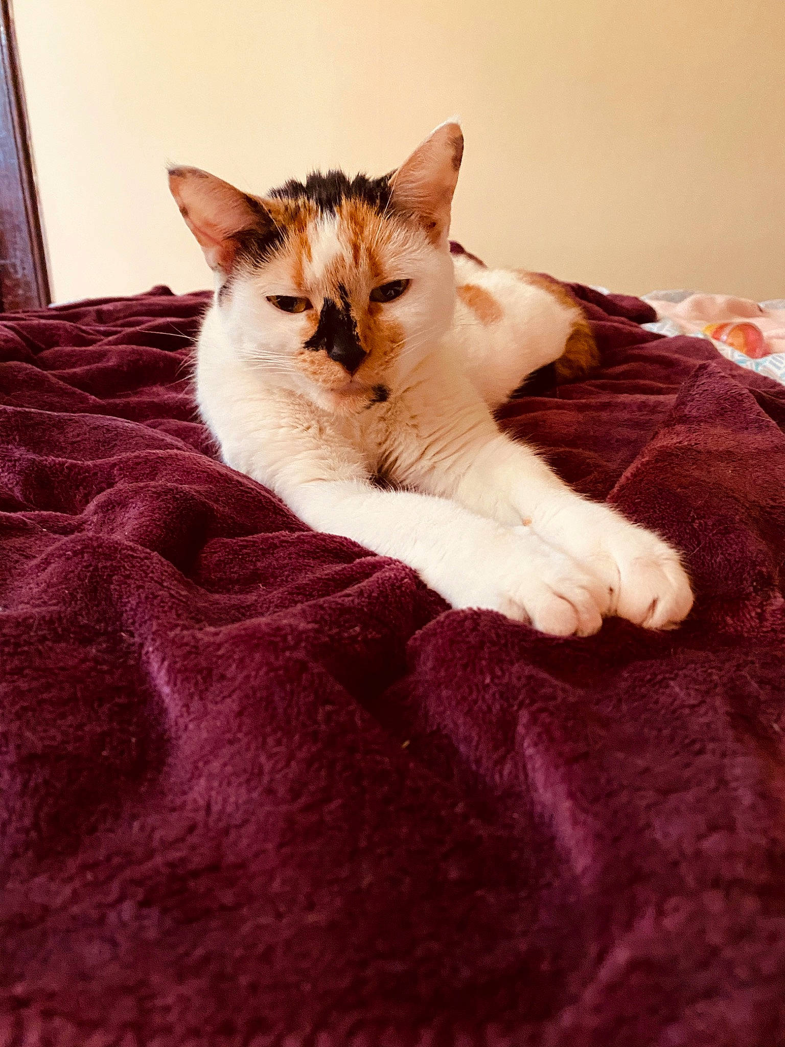 Booger joined the competition — help win amazing prizes! aegean_cat, american_wirehair, asian, carnivore, cat, domestic_short_haired_cat, european_shorthair, felidae, fur, kitten, mammal, nap, paw, small_to_medium_sized_cats, tail, whiskers