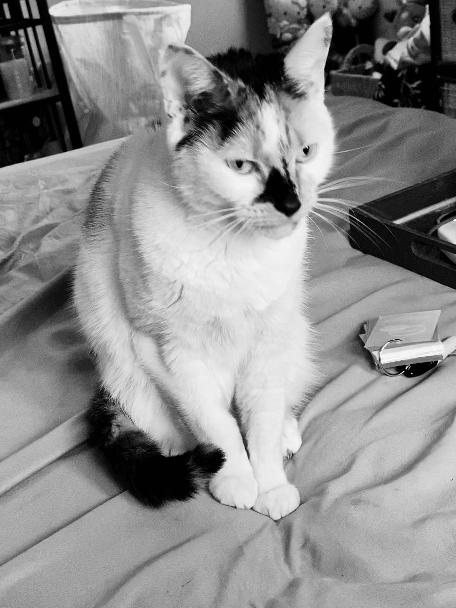 Booger is registered to the contest to win money with this photo: aegean_cat, asian, black_and_white, carnivore, cat, domestic_short_haired_cat, eye, felidae, fur, kitten, mammal, monochrome, monochrome_photography, ojos_azules, photography, small_to_medium_sized_cats, snapshot, snout, thai, whiskers