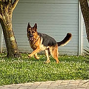 Piana participe au concours pour gagner de l'argent avec cette photo : dog, german_shepherd, grass, trees, fence, outdoor, animal, pet, canine, nature, daylight, greenery, playing, walking, mammal, garden, flora, happy, alert, sunlight