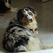 Azur a rejoint le concours — aidez-le/la à gagner de superbes lots ! dog, australian_shepherd, indoor, floor, tiled_floor, pets, animal, two_dogs, blue_eyes, fur, lying_down, curious, background, phone_screen, gallery, screenshot, interface, digital_photo, black, white