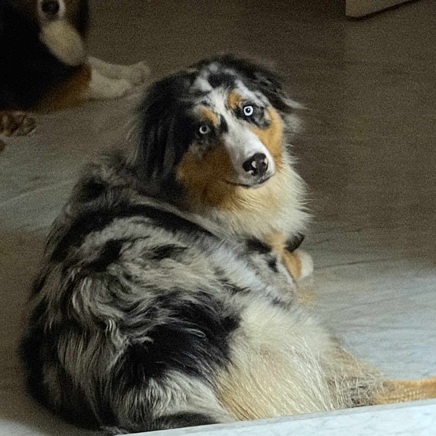 Azur a rejoint le concours — aidez-le/la à gagner de superbes lots ! dog, australian_shepherd, indoor, floor, tiled_floor, pets, animal, two_dogs, blue_eyes, fur, lying_down, curious, background, phone_screen, gallery, screenshot, interface, digital_photo, black, white