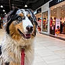 Azur a rejoint le concours — aidez-le/la à gagner de superbes lots ! dog, australian_shepherd, blue_eyes, leash, indoor, shopping_mall, store, pet, animal, fur, happy, portrait, canine, closeup, whiskers, nose, floor, light, background, smile