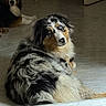 Azur participe au concours pour gagner de l'argent avec cette photo : dog, australian_shepherd, indoor, floor, curious, relaxed, pet, animal, fur, two_dogs, home, canine, looking_back, resting, companion, domestic, animal_portrait, long_hair, blue_eyes, black_and_white