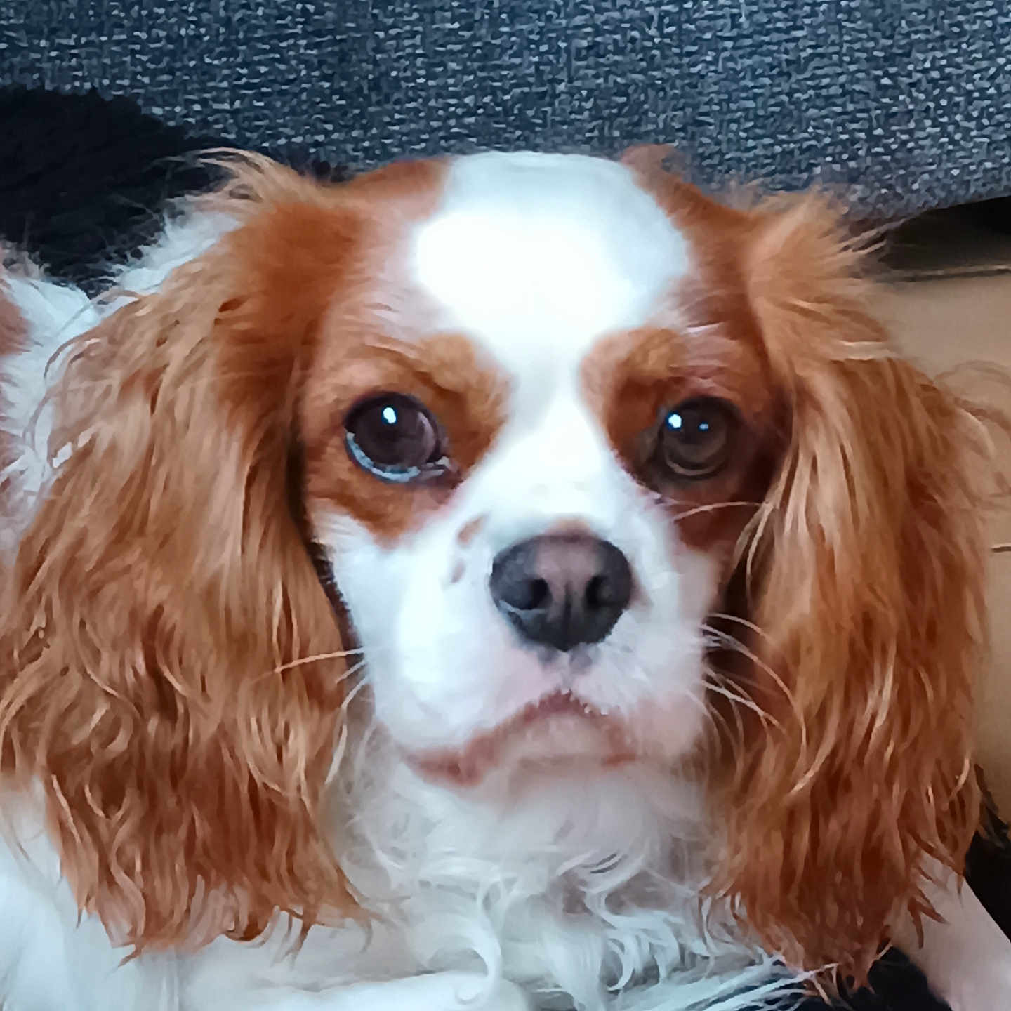 Ruby a rejoint le concours — aidez-le/la à gagner de superbes lots ! animal, brown_eyes, brown_fur, cavalier_king_charles_spaniel, close_up, companion, curly_fur, cute, dog, furry, indoor, long_ears, looking_at_camera, mammal, nose, pet, portrait, resting, whiskers, white_fur