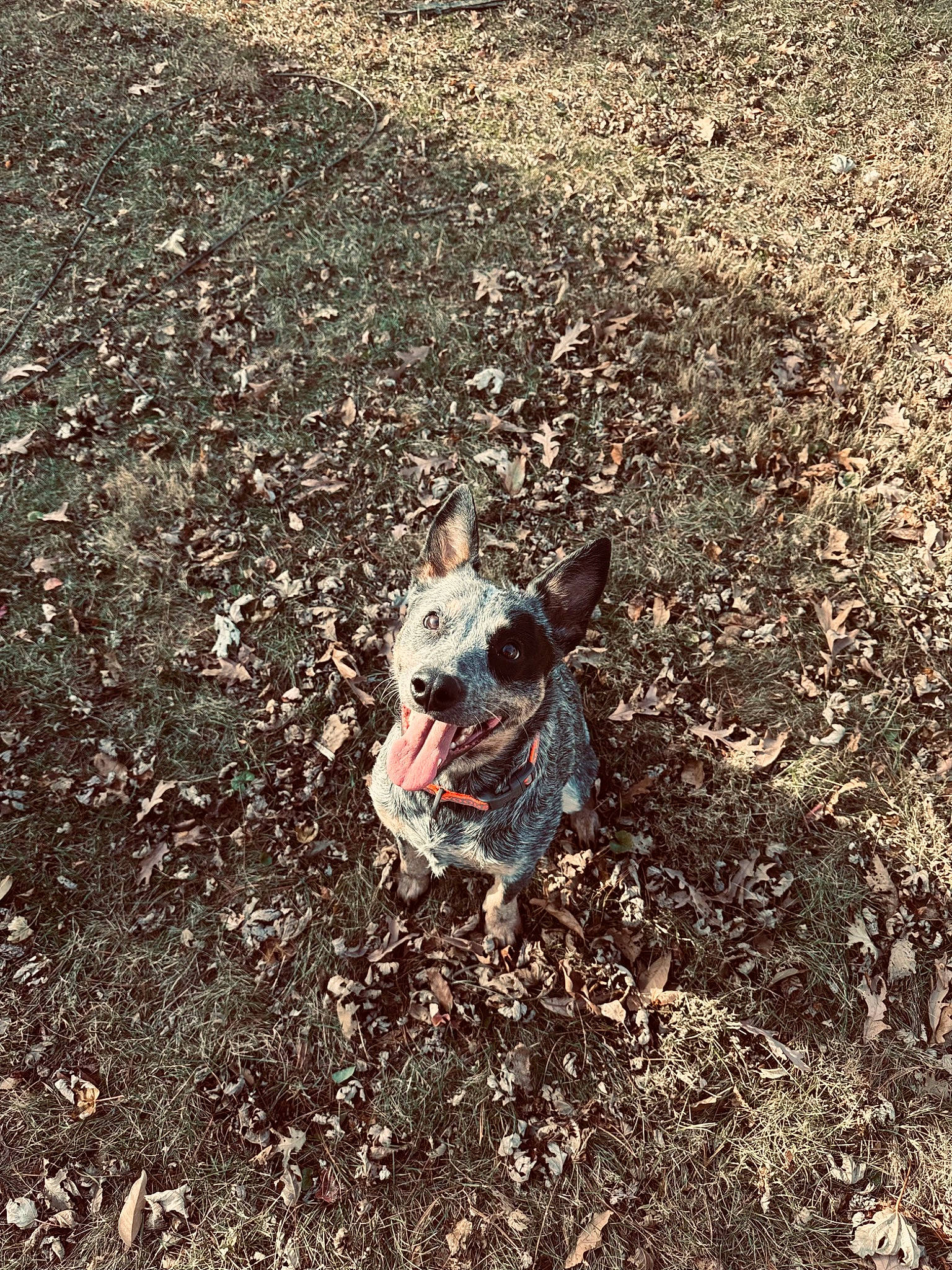 Harper is registered to the contest to win money with this photo: adventure, asphalt, canidae, carnivore, companion_dog, dog, dog_breed, fawn, fur, grass, landscape, plant, road_surface, shadow, snout, soil, sporting_group, tail, walking, whiskers