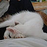 Looping participe au concours pour gagner de l'argent avec cette photo : cat, white_cat, sleeping, lap, relaxed, indoor, feline, pet, cozy, stretching, wooden_table, floor, black_pants, person, animal, fur, resting, cute, comfortable, domestic