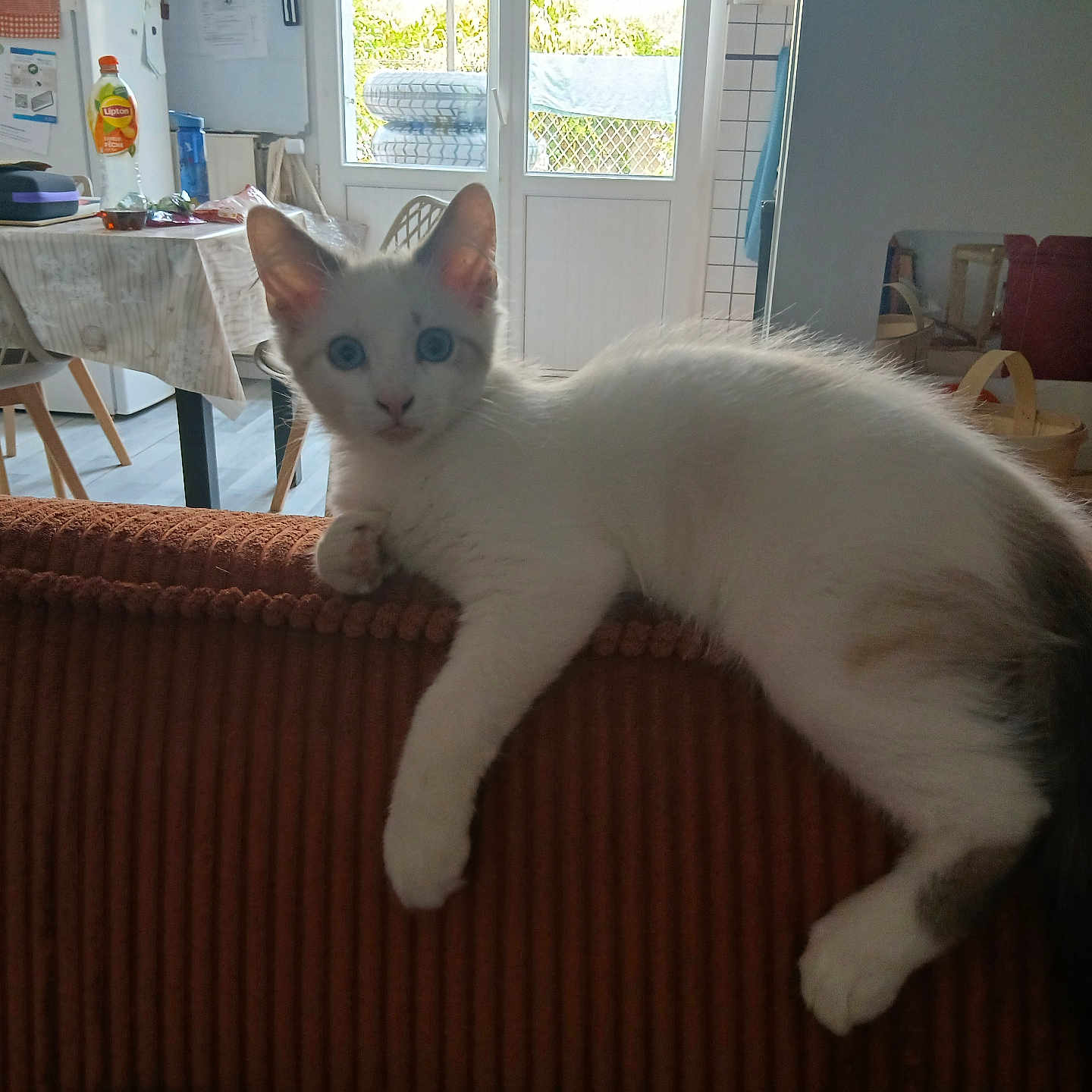 Looping a rejoint le concours — aidez-le/la à gagner de superbes lots ! cat, kitten, indoor, couch, furniture, window, table, chair, bottle, lipton, curious, blue_eyes, white_fur, relaxed, home, natural_light, dining_area, domestic, pet, cozy