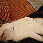 Looping a rejoint le concours — aidez-le/la à gagner de superbes lots ! cat, white_cat, pet, animal, feline, resting, sleeping, couch, orange_couch, furniture, indoor, relaxing, fur, whiskers, ears, paw, tail, person, lap, cozy