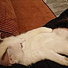 cat, white_cat, pet, animal, feline, resting, sleeping, couch, orange_couch, furniture, indoor, relaxing, fur, whiskers, ears, paw, tail, person, lap, cozy
