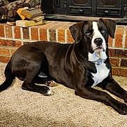 Chief is registered to the contest to win money with this photo: dog, black_and_white, blue_eyes, carpet, fireplace, brick, firewood, indoor, pet, canine, resting, collar, laying_down, fur, ears, tail, paws, home, cozy, natural_light