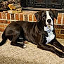 dog, black_and_white, blue_eyes, carpet, fireplace, brick, firewood, indoor, pet, canine, resting, collar, laying_down, fur, ears, tail, paws, home, cozy, natural_light
