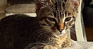 Bandit participe au concours pour gagner de l'argent avec cette photo : kitten, cat, tabby, animal, pet, feline, cute, resting, indoor, blanket, fur, whiskers, ears, closeup, soft, cozy, relaxed, domestic, young, sleepy