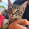 Bandit a rejoint le concours — aidez-le/la à gagner de superbes lots ! kitten, cat, tabby, close_up, pet, animal, feline, whiskers, hand, person, outdoor, sky, daylight, fur, ears, eyes, face, holding, curious, portrait