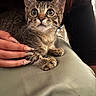 Bandit a rejoint le concours — aidez-le/la à gagner de superbes lots ! kitten, tabby, cat, animal, pet, wide_eyes, curious, paw, fur, hand, nails, manicure, glitter, decorated_nails, soft_surface, indoor, closeup, cute, young, resting