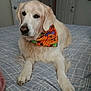 Sandy joined the competition — help win amazing prizes! animal, bandana, bed, bedroom, blanket, canine, comfort, cozy, cute, dog, domestic, door, fur, golden_retriever, indoor, orange, paws, pet, pumpkin, resting