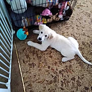 Sandy joined the competition — help win amazing prizes! animal, cage, colorful, curious, dog, floor, furniture, home, indoor, looking_up, lying_down, pet, pet_toys, playful, plush_toys, puppy, soft_toys, toy, white_dog, young_dog