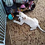 animal, cage, colorful, curious, dog, floor, furniture, home, indoor, looking_up, lying_down, pet, pet_toys, playful, plush_toys, puppy, soft_toys, toy, white_dog, young_dog