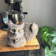 Pepper joined the competition — help win amazing prizes! cat, countertop, decor, domestic_cat, ears, eyes, fur, gray_cat, green_leaves, houseplant, indoor, kitchen, kitchenaid_mixer, kitten, natural_light, pet, plant, relaxed, whiskers, wooden_table