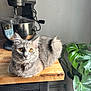 cat, countertop, decor, domestic_cat, ears, eyes, fur, gray_cat, green_leaves, houseplant, indoor, kitchen, kitchenaid_mixer, kitten, natural_light, pet, plant, relaxed, whiskers, wooden_table