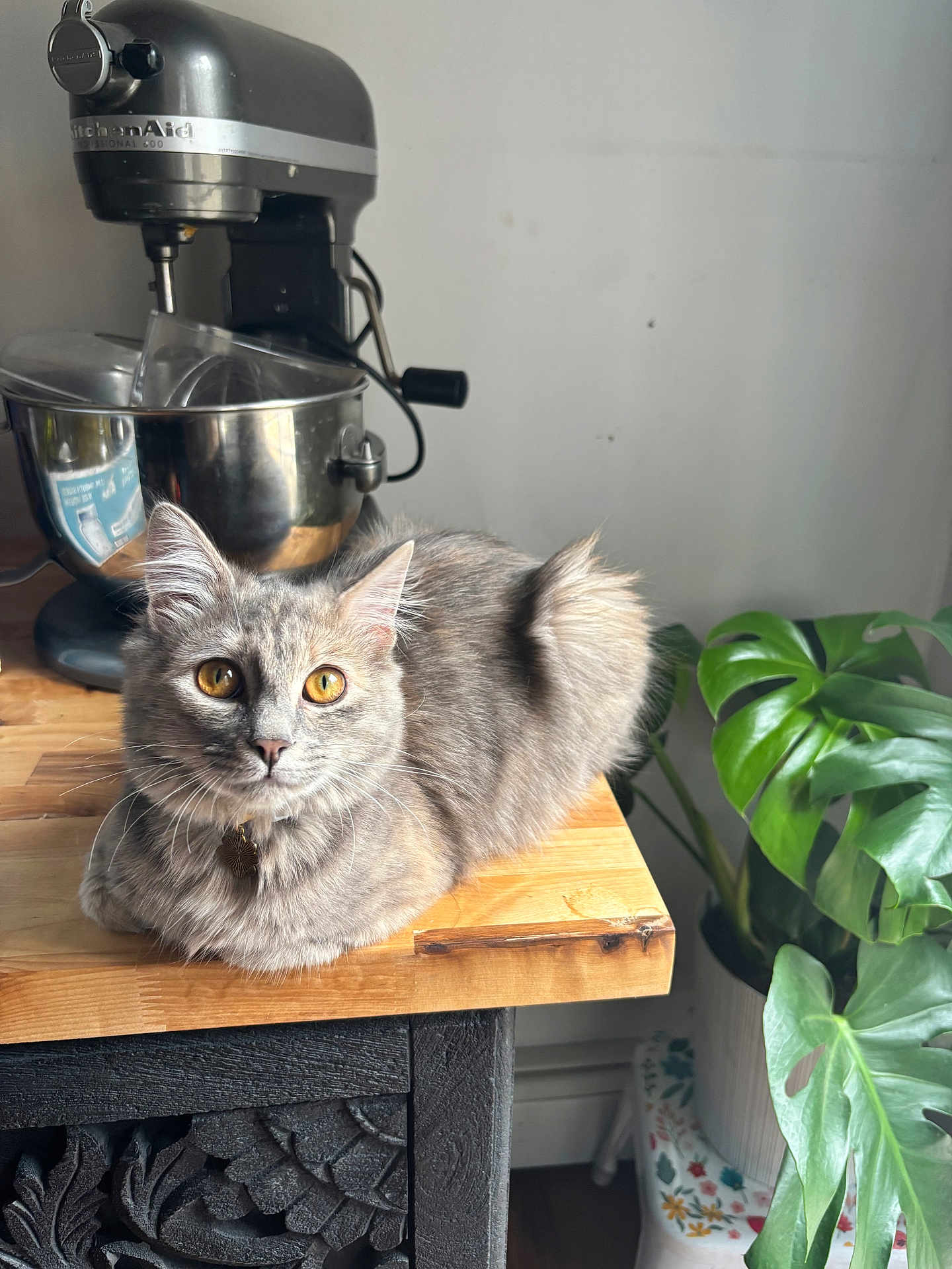 Pepper