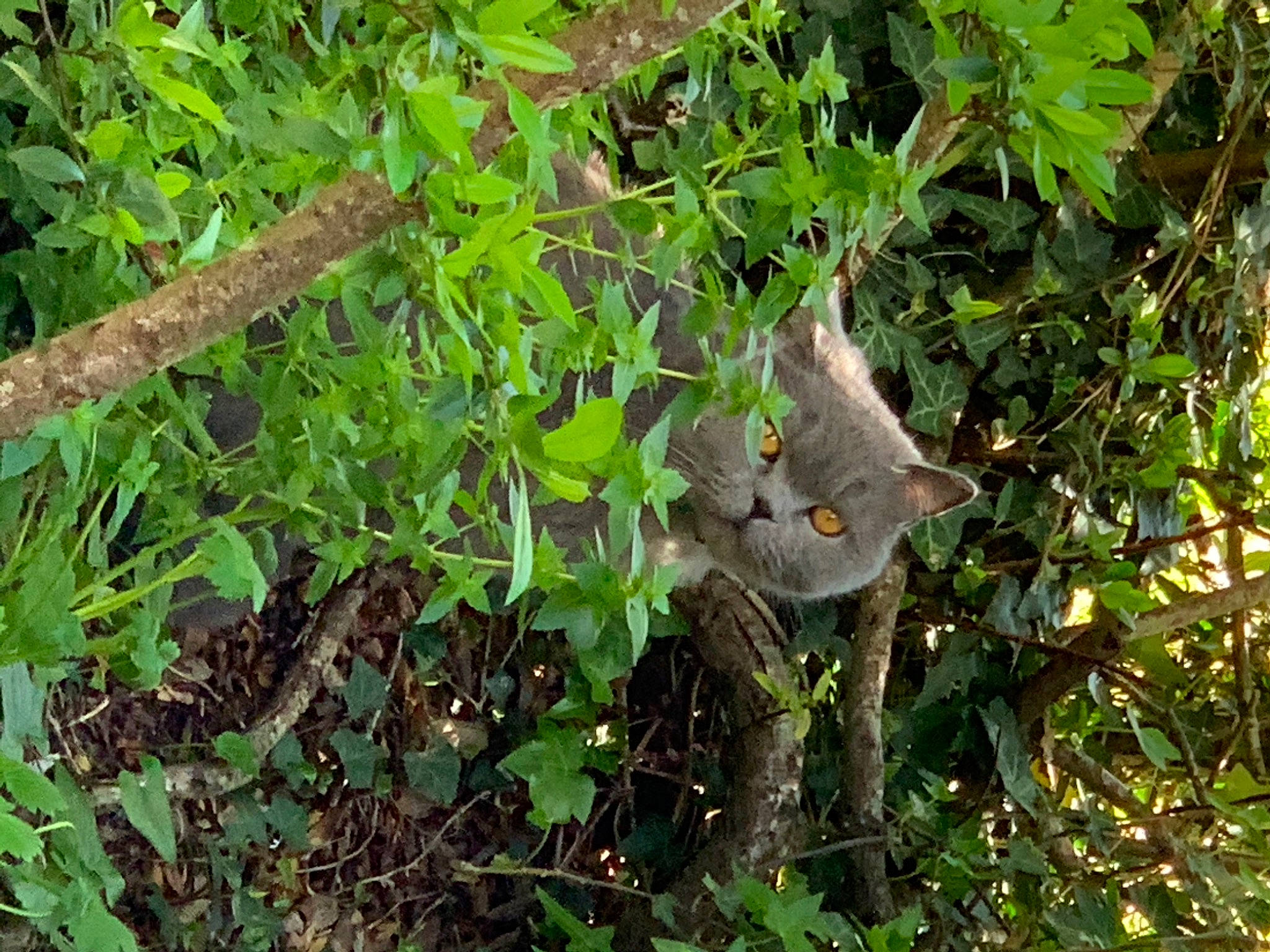 Jimmy participe au concours pour gagner de l'argent avec cette photo : adaptation, fawn, flower, grass, groundcover, herb, leaf, plant, plant_community, wildlife