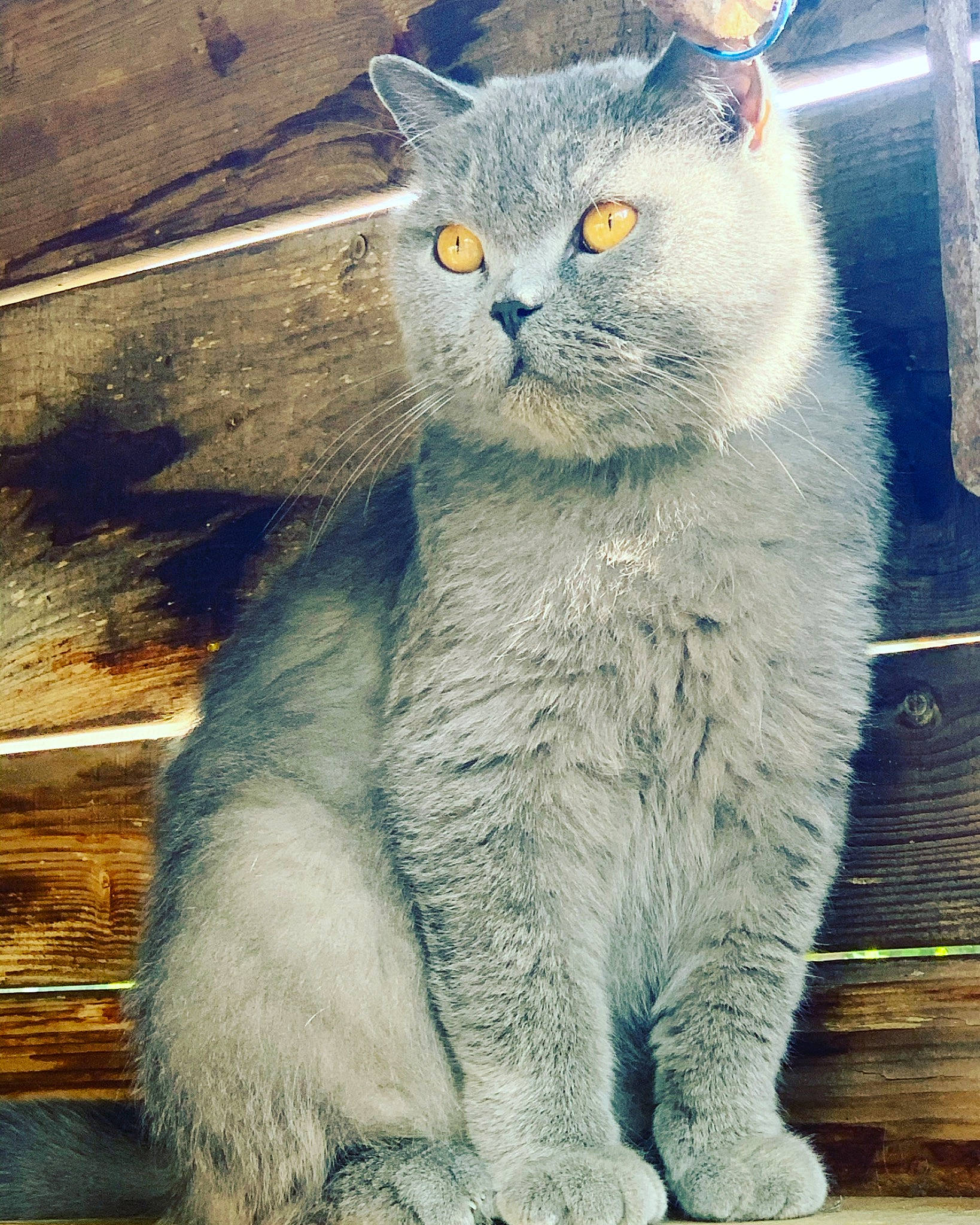 Jimmy a rejoint le concours — aidez-le/la à gagner de superbes lots ! asian, british_longhair, british_semi_longhair, british_shorthair, carnivore, cat, chartreux, domestic_short_haired_cat, european_shorthair, fawn, felidae, kitten, mammal, nebelung, russian_blue, scottish_fold, small_to_medium_sized_cats, snout, vertebrate, whiskers