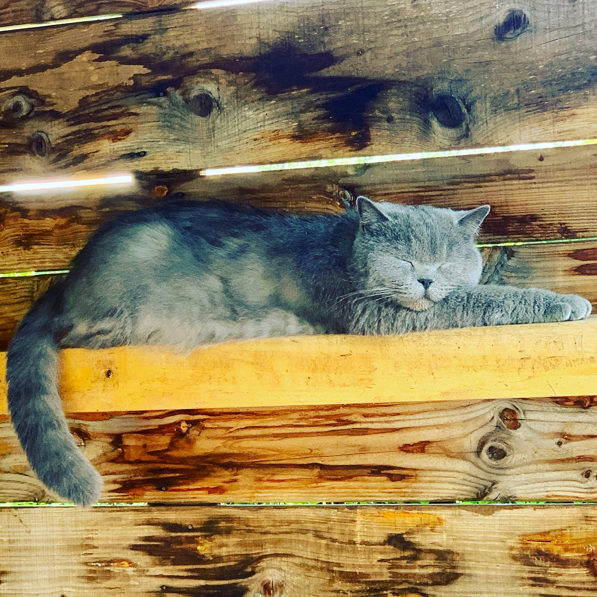 Jimmy a rejoint le concours — aidez-le/la à gagner de superbes lots ! art, carnivore, cat, domestic_short_haired_cat, european_shorthair, felidae, illustration, kitten, painting, small_to_medium_sized_cats, tabby_cat, tail, tree, watercolor_paint, whiskers, wild_cat, wood